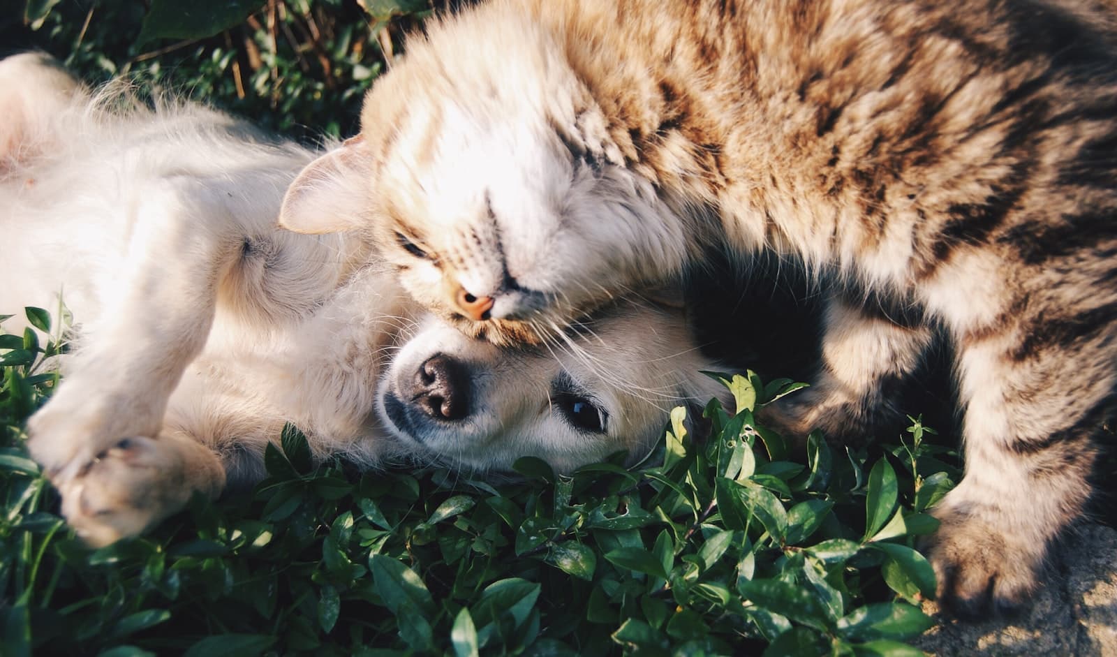 SEO pour dog trainers à Exeter